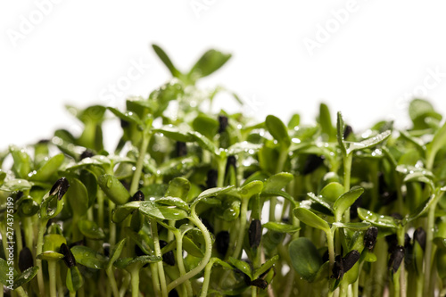 Fresh homegrown sunflower microgreens on white background