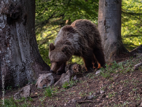 Brown bear  Ursus arctos  in summer forest by golden hour. Brown bear in evening forest by sunset.