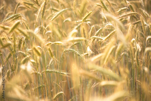 Wheat field with spikelets. Natural background