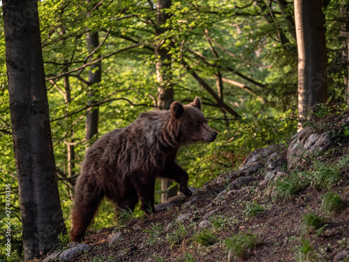 Brown bear (Ursus arctos) in summer forest by golden hour. Brown bear in evening forest by sunset.