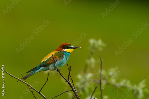 European bee-eater , Merops apiaster © Creaturart