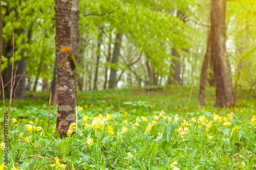 Yellow flowers in forest. Spring. Beautiful view