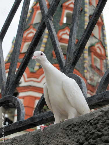Curious white pigeon near St Basil's Chathedral on the Red Square in Moscow photo