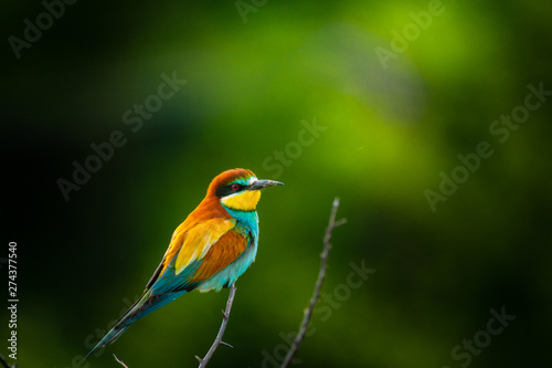 European bee-eater , Merops apiaster