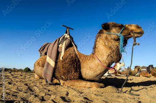 Photography camel in the desert, photo as background