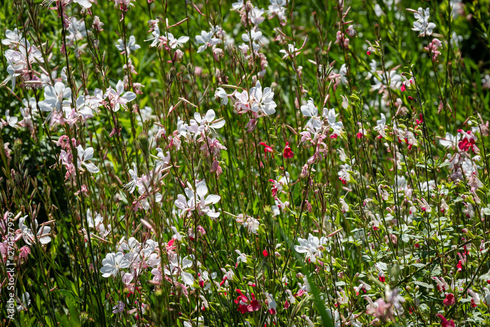 Petites fleurs blanches et rouges Petites fleurs blanches et rouges