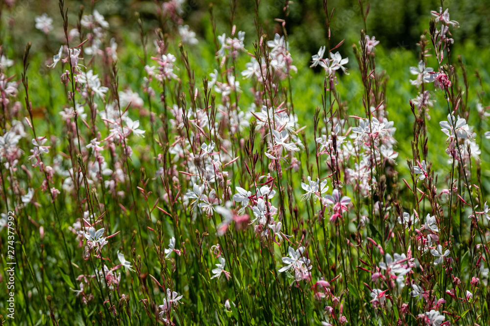 Fototapeta premium Gaura : petites fleurs blanches