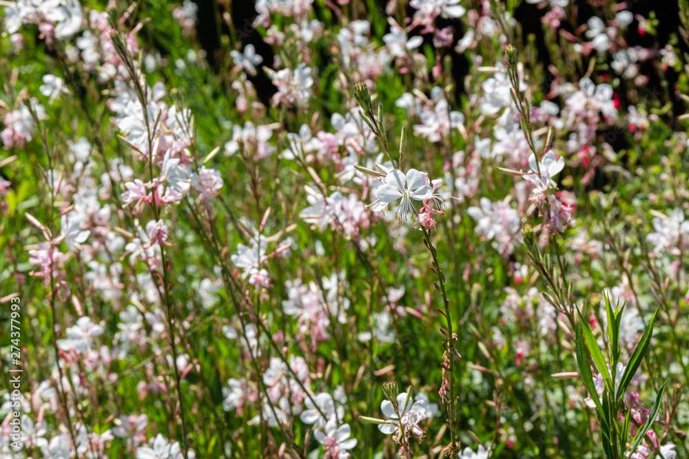 Gaura