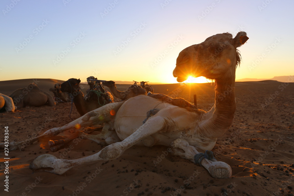 Camel at sunset in the Sahara Desert, Morocco
