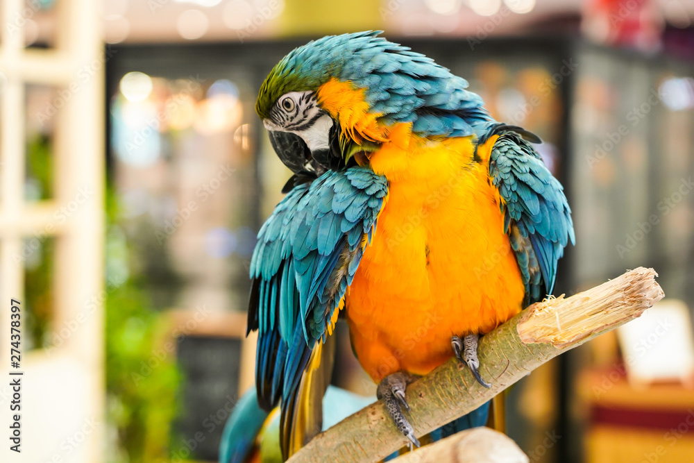 Obraz premium blue and yellow macaw