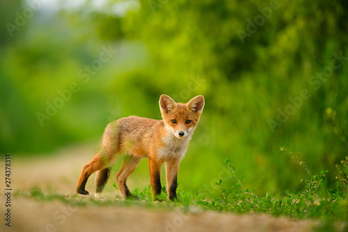 Photography Red fox cub , Vulpes Vulpes