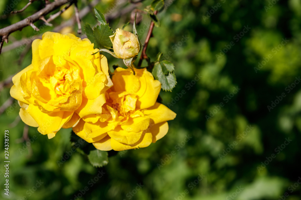 Beautiful bush of yellow roses in the garden Beautiful bush of yellow roses in the garden