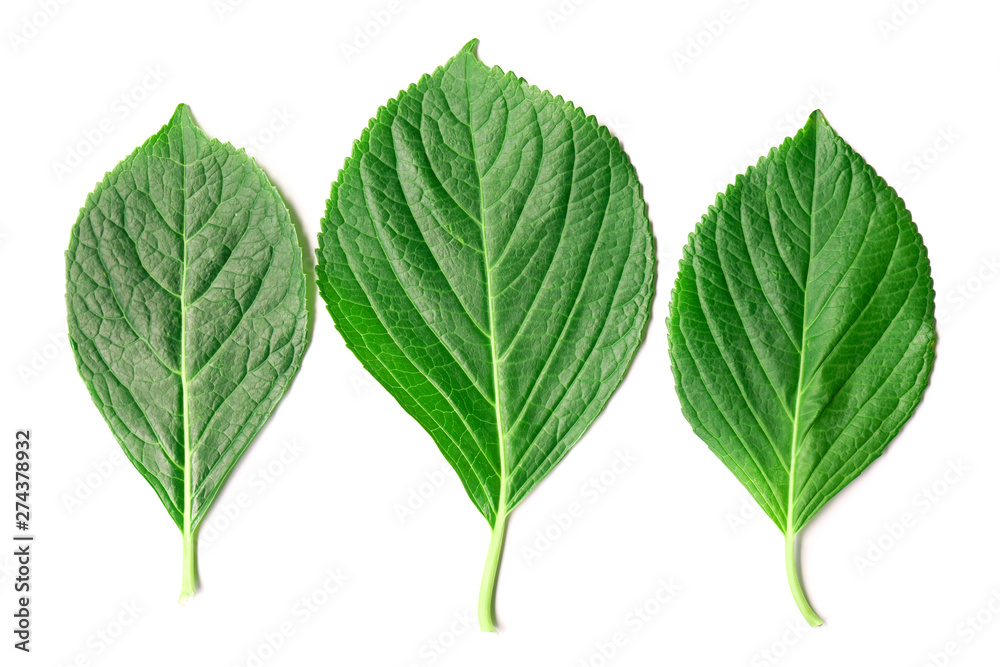 Hydrangea leaf on white background Hydrangea leaf on white background
