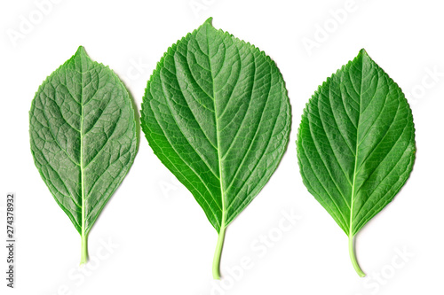 Hydrangea leaf on white background