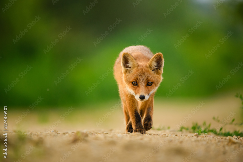 Red fox cub , Vulpes Vulpes - obrazy, fototapety, plakaty 
