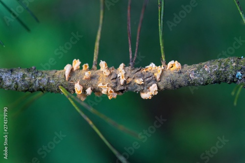 Scots pine blister rust cronartium flaccidum, a heteroecious rust fungus on a branch. photo