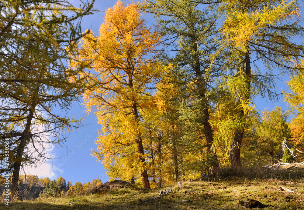 beautiful yellow larches in autumn in alpine forest