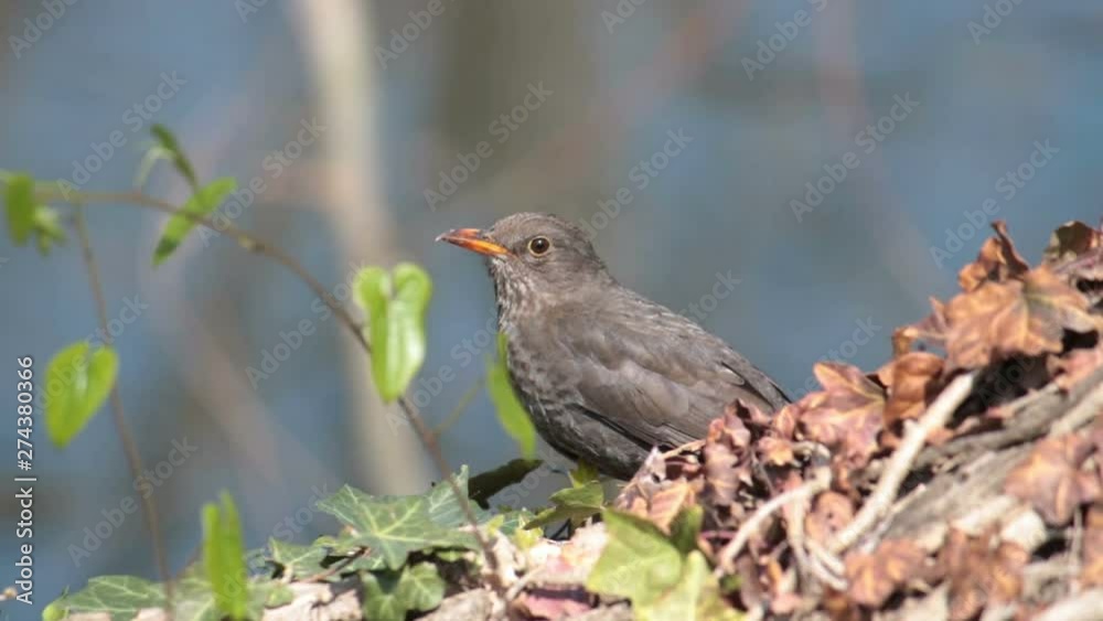 female blackbird, close up of bird in a aquatic environment (defocused water on the background) female blackbird, close up of bird in a aquatic environment (defocused water on the background)