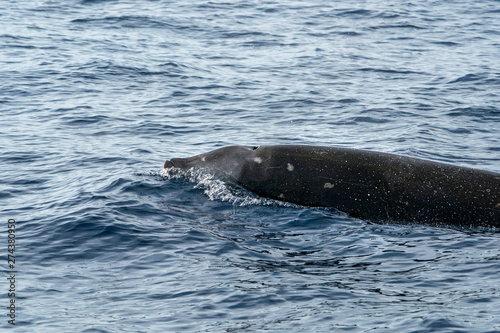 cuvier beaked whale dolphin photo