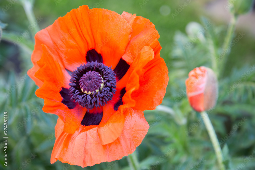Fototapeta premium Mohn 1