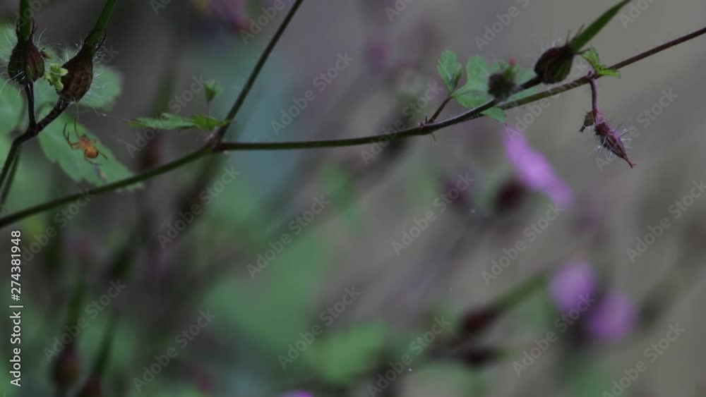 Spider building a web in a purple bellflower (macro) Spider building a web in a purple bellflower (macro)