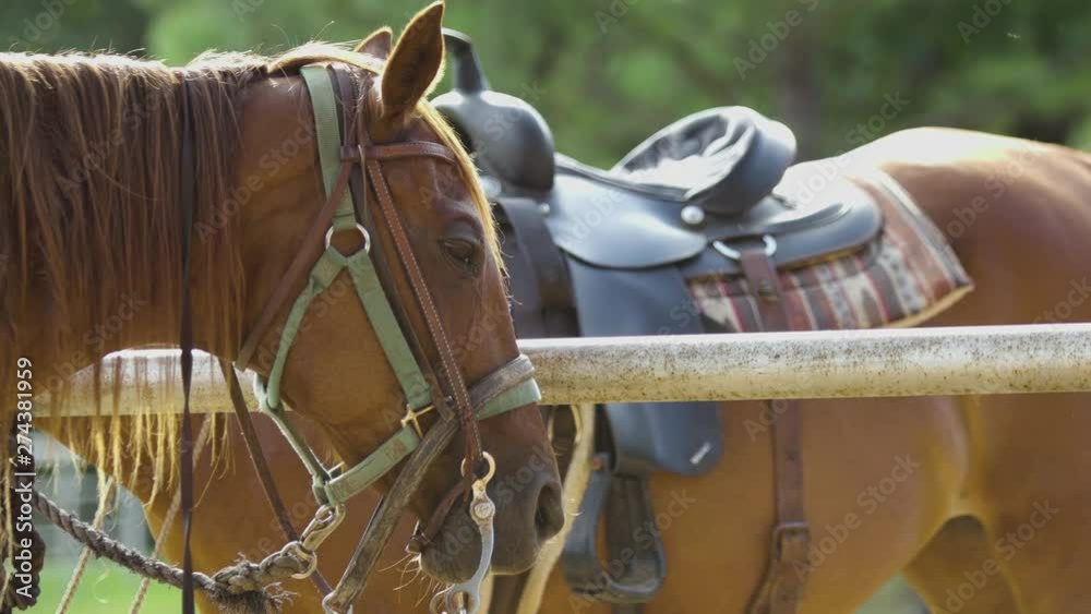 Horses Tied Up at Summer Camp