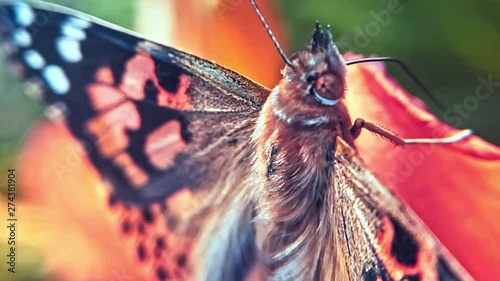 VERTICAL Macro close up of butterfly in slow motion. photo