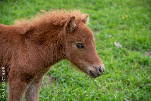 cutelight brown baby filly on meadow