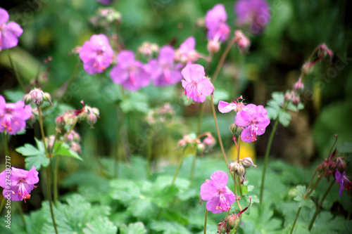 Garten und Blumen