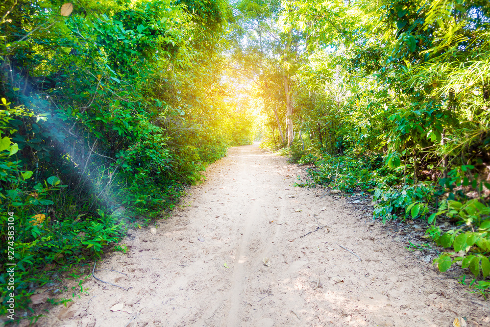 Obraz premium Tropical rain forest background