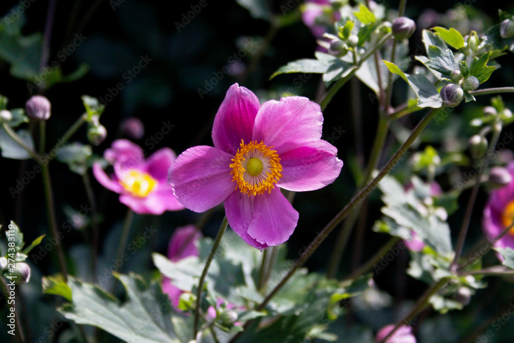 Pink Japanese anemone flower also called windflower or thimbleweed. Anemone hupehensis on dark background Pink Japanese anemone flower also called windflower or thimbleweed. Anemone hupehensis on dark background