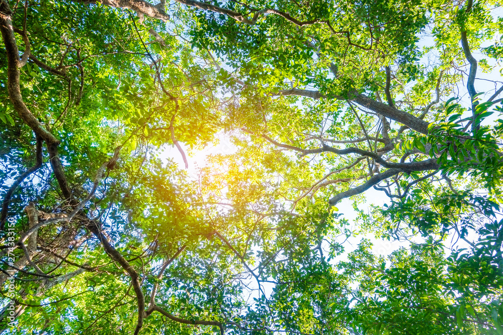 Obraz premium Tropical rain forest background