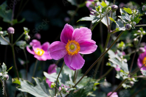 Pink Japanese anemone flower also called windflower or thimbleweed. Anemone hupehensis on dark background