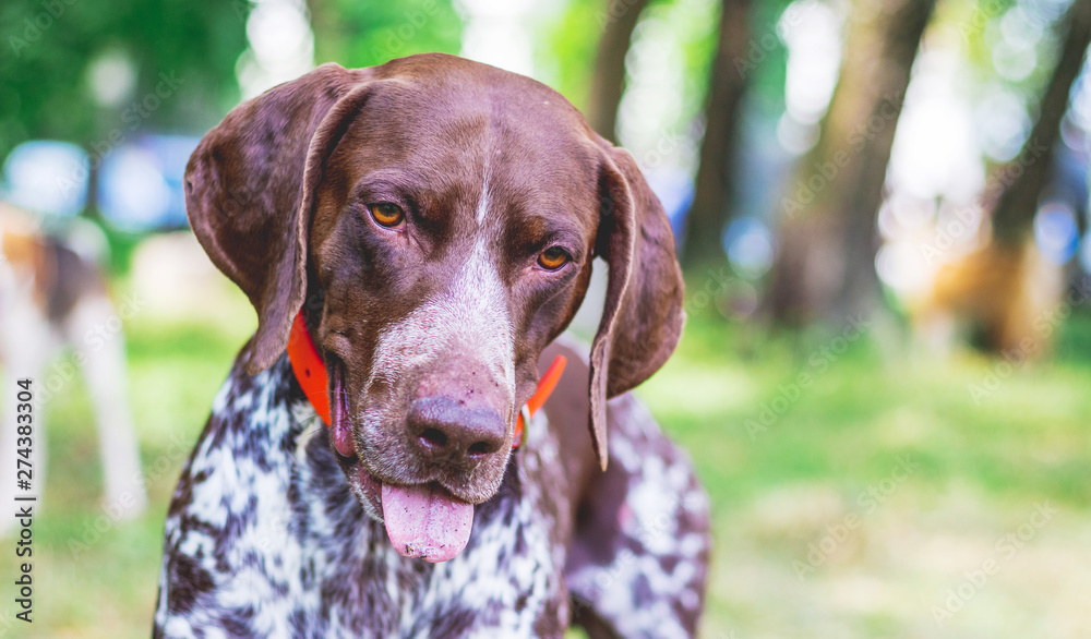 Dog breed  german shorthaired pointer with a lovely gaze , portrait of a dog close-up_