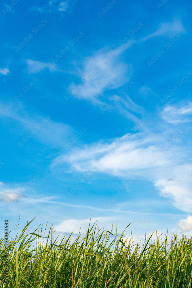 Natural wild green grass and blue sky with clouds Natural wild green grass and blue sky with clouds