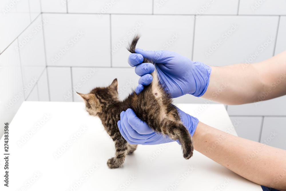 Checkup and treatment of kitten by a doctor at a vet clinic isolated on white background, vaccination of pets, look down the tail.