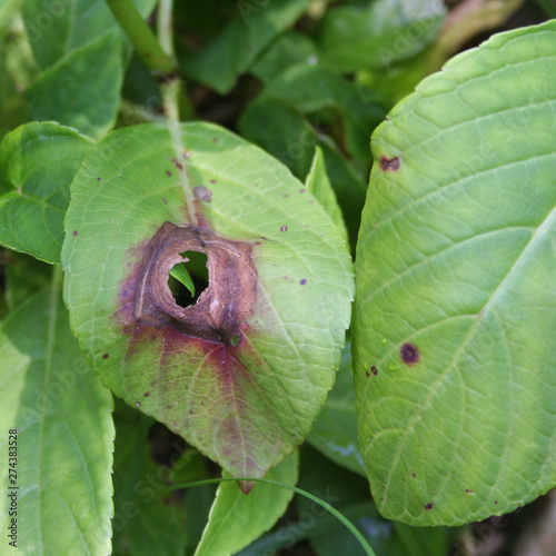 Hydrangea or Hortensia leaves with disease in the garden. Brown dry spot on Hydrangea leaf