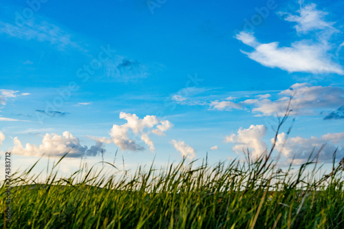 Natural wild green grass and blue sky with clouds