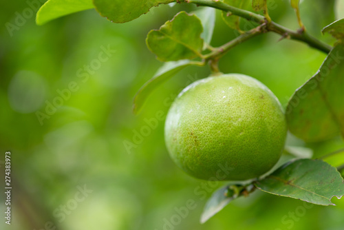 Green limes on a tree.