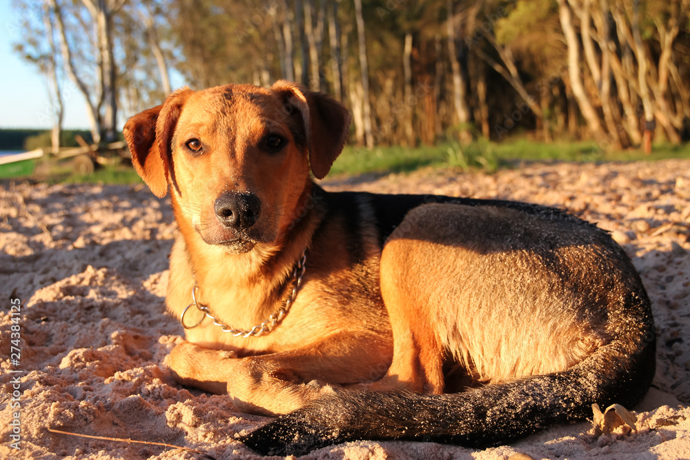 dog sleeping on the sandy beach on vacation dog sleeping on the sandy beach on vacation