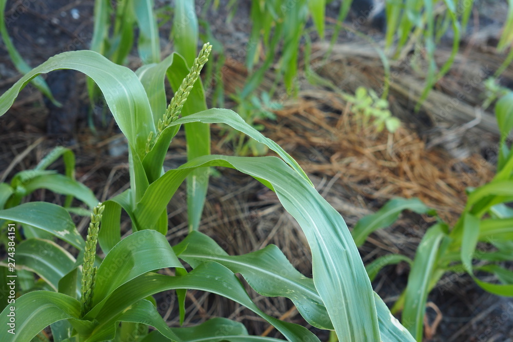 Fototapeta premium Young Plant Organic Home Garden