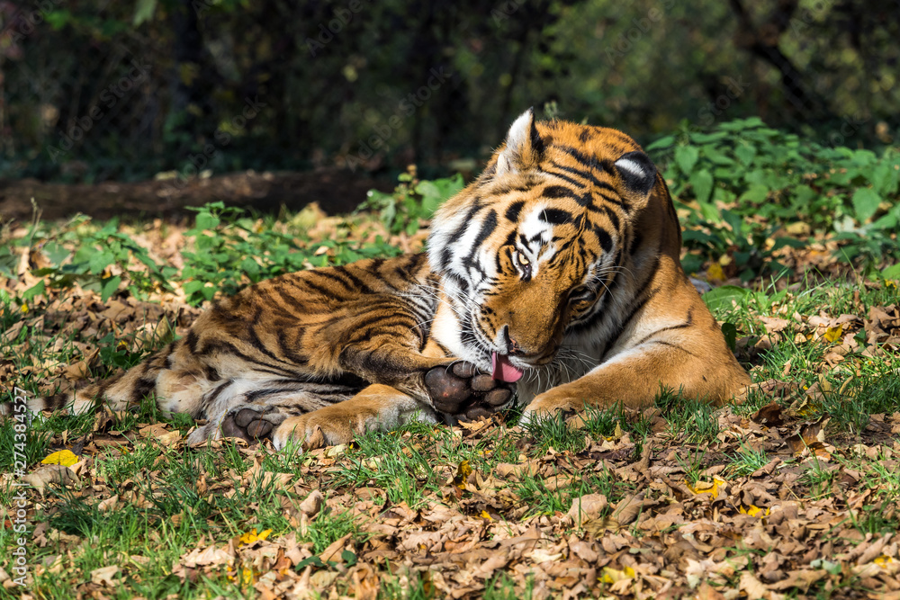 Obraz premium The Siberian tiger,Panthera tigris altaica in the zoo