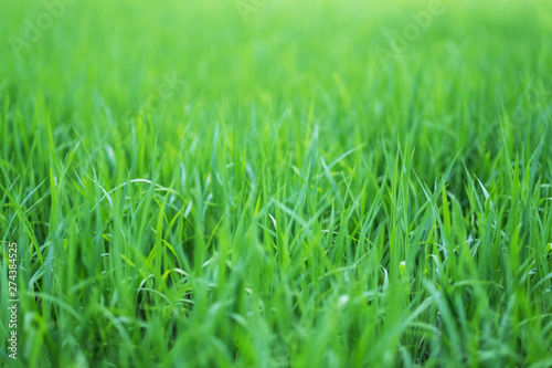Close up image of rice field in green season
