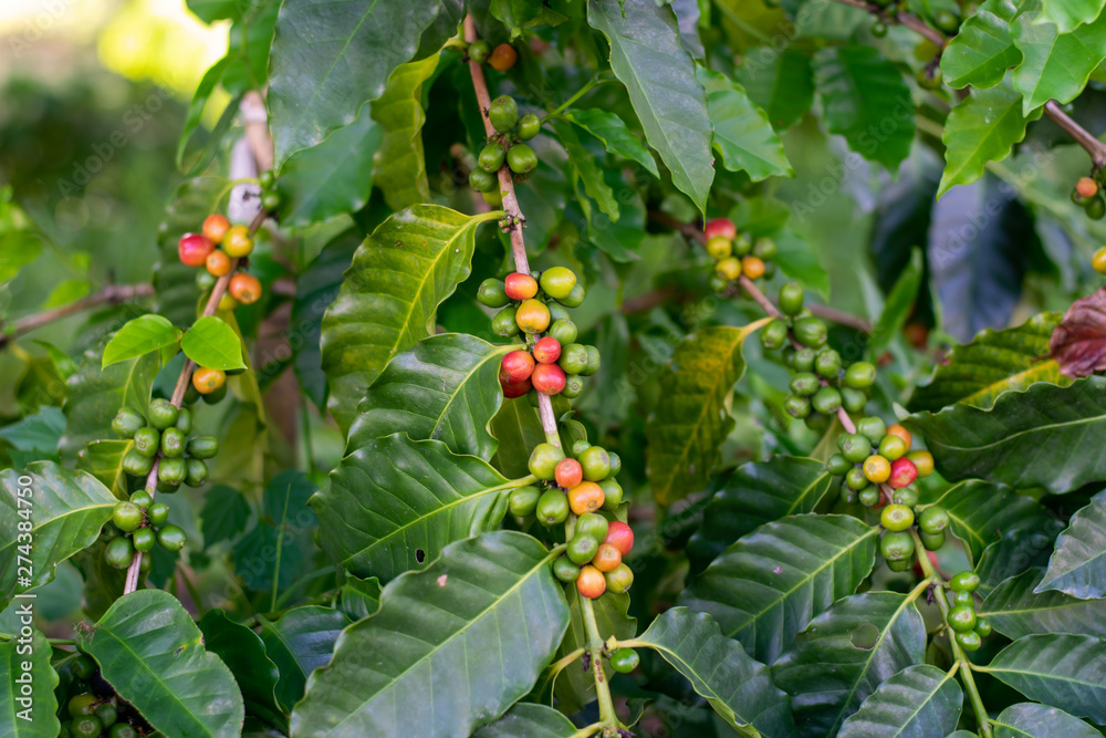  Coffee beans on the coffee tree Planted in northern Thailand Alabra Coffee