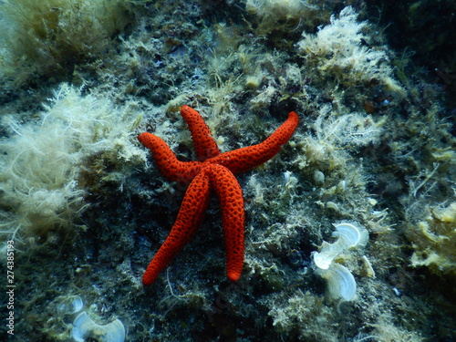 starfish on coral reef