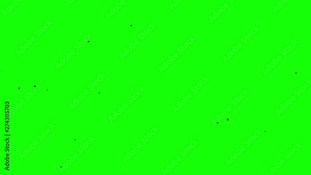 black ravens flock flight from right to left of screen Chroma key footage green screen Loop Seamless black ravens flock flight from right to left of screen Chroma key footage green screen Loop Seamless