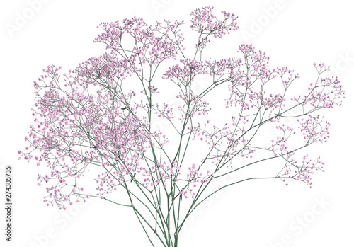 Fototapeta Naklejka Na Ścianę i Meble -  Pink baby's breath Gypsophila flowers bouquet, isolated on white background