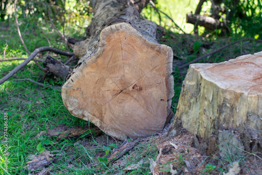 Fototapeta premium Trees in nature are cut by humans.