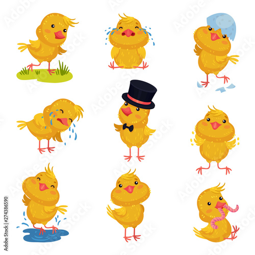 Set of images of little chickens. Vector illustration on white background.