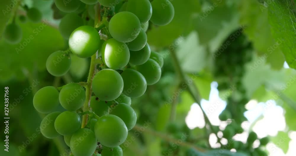Close up on a bunch of green grapes on a vine with more int eh background on a vineyard.